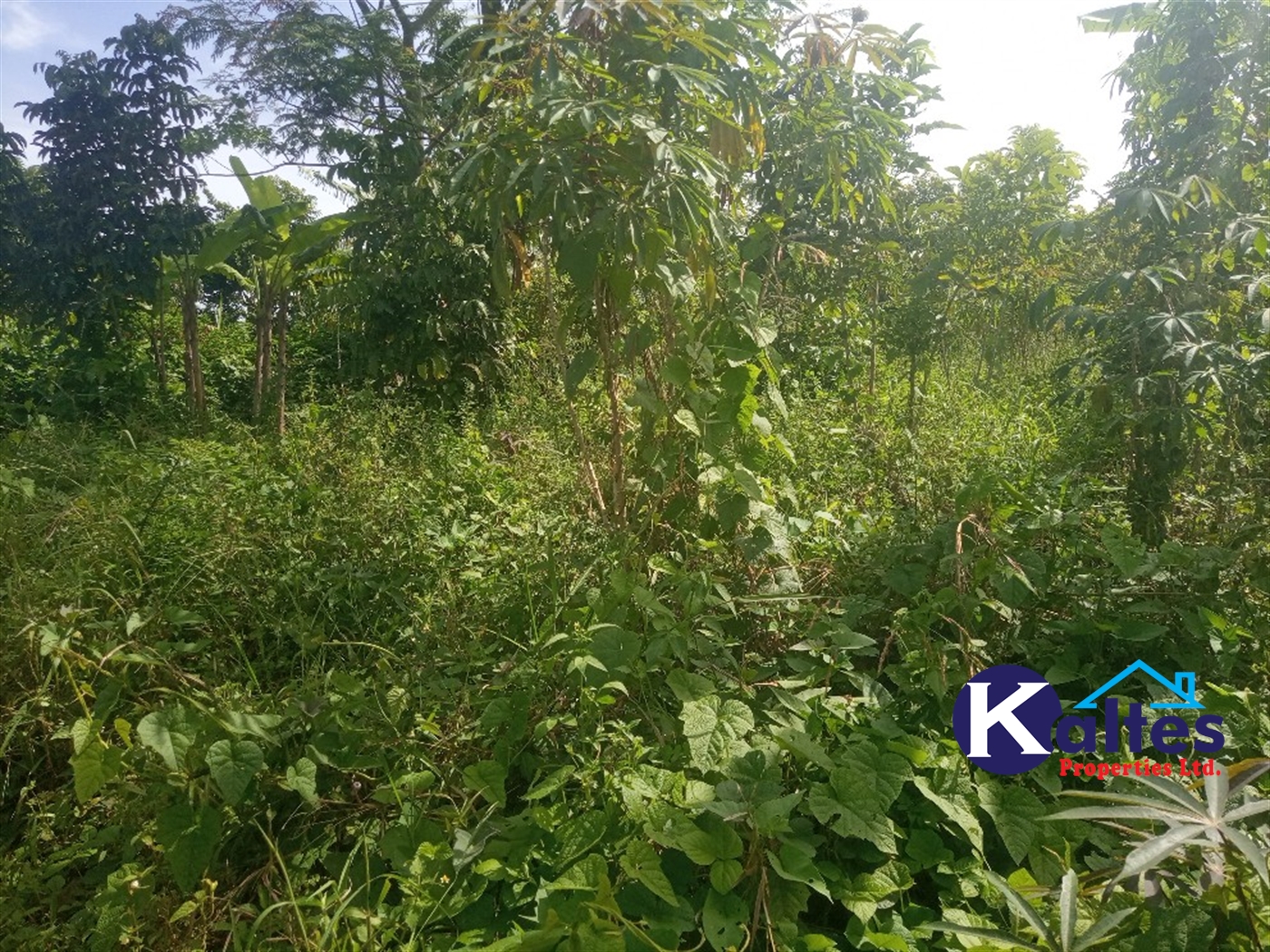 Agricultural Land for sale in Kidera Kayunga