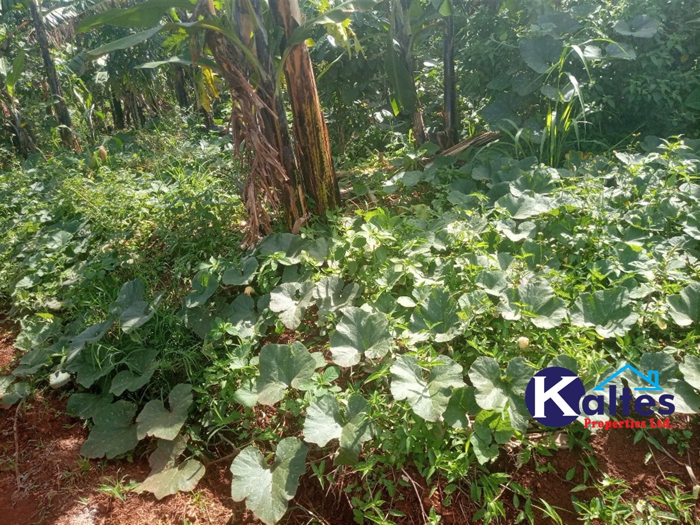 Agricultural Land for sale in Kidera Kayunga