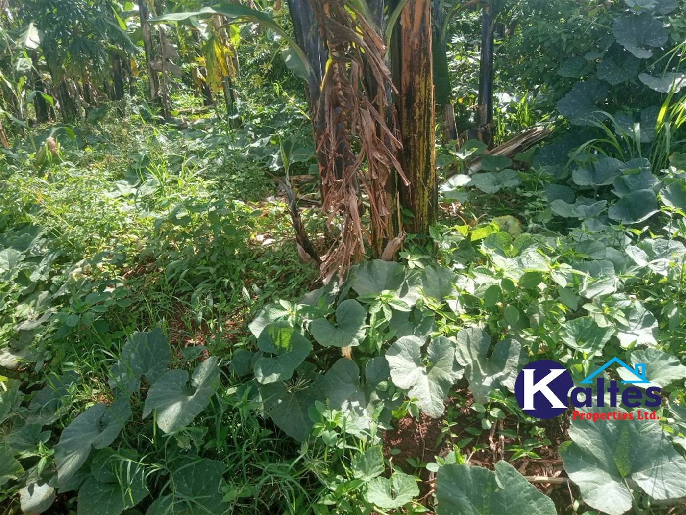 Agricultural Land for sale in Kidera Kayunga