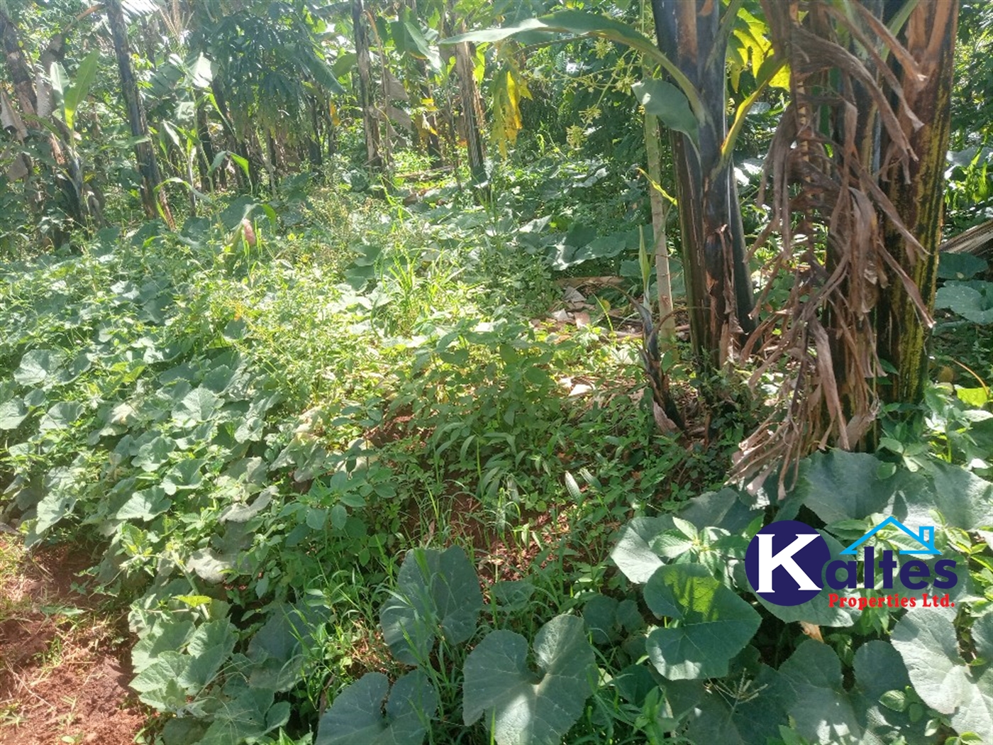 Agricultural Land for sale in Kidera Kayunga