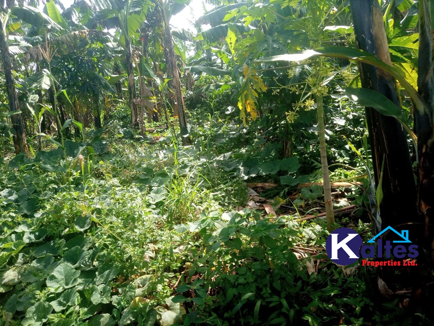 Agricultural Land for sale in Kidera Kayunga