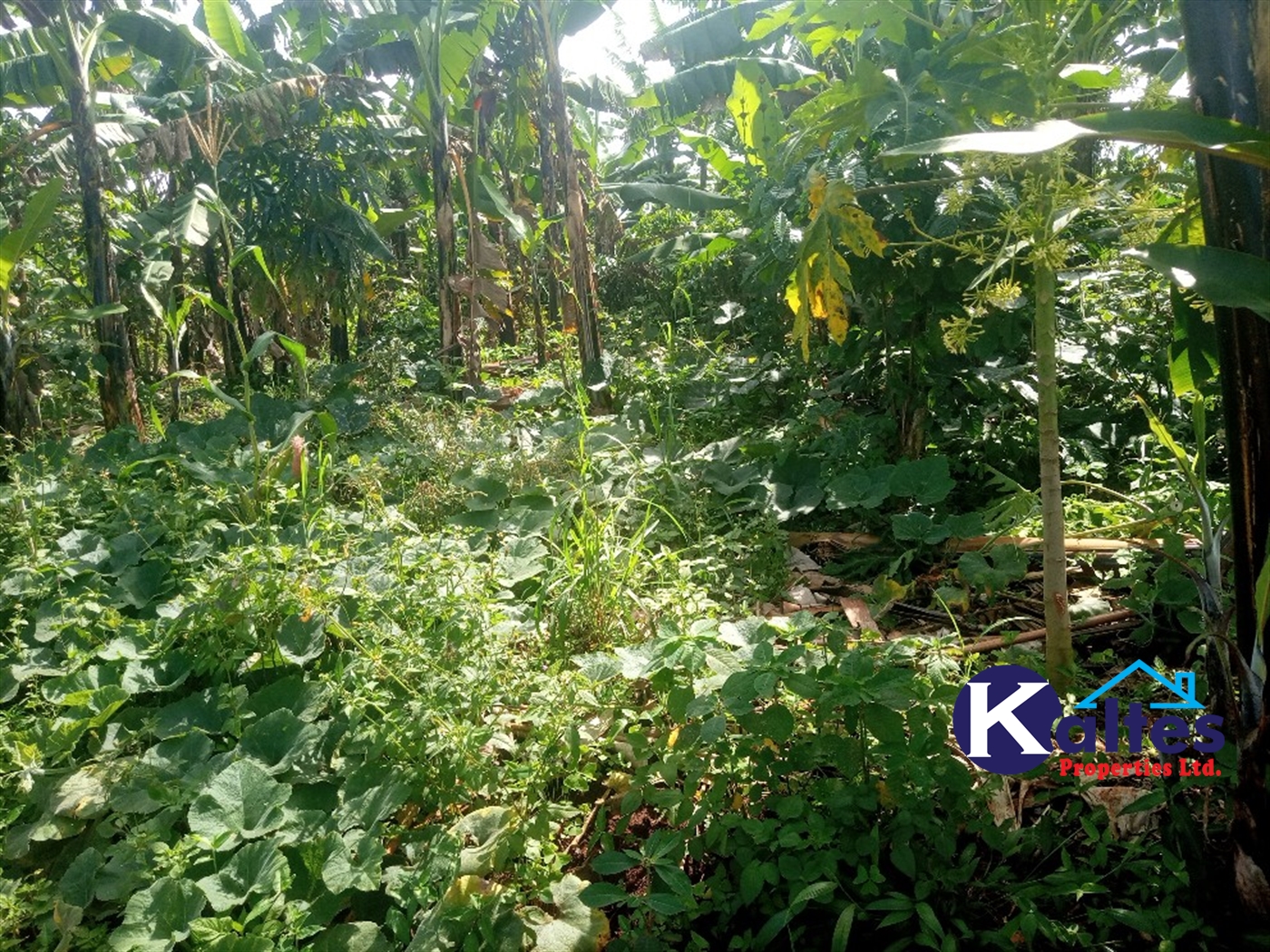 Agricultural Land for sale in Kidibya Kayunga