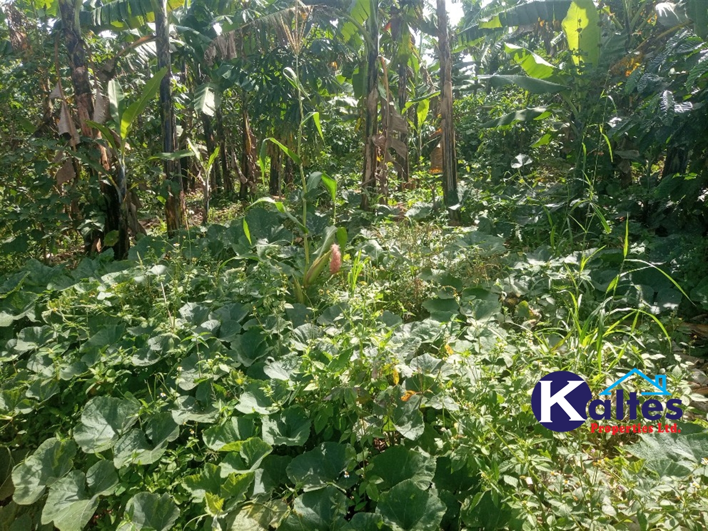 Agricultural Land for sale in Kidibya Kayunga