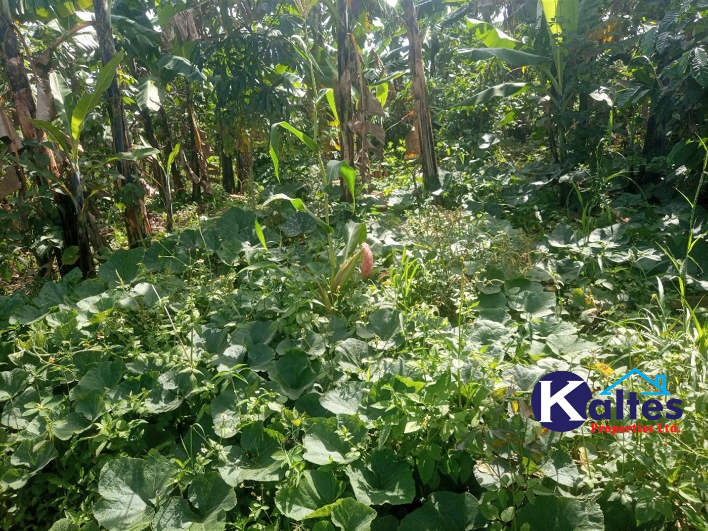 Agricultural Land for sale in Kidibya Kayunga