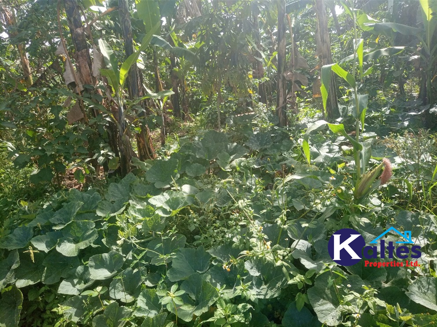 Agricultural Land for sale in Kidibya Kayunga