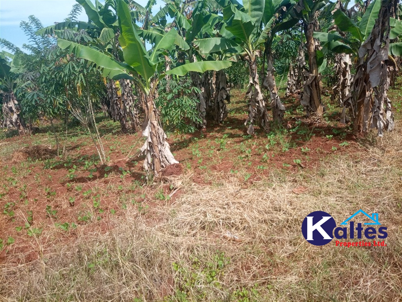 Agricultural Land for sale in Kidibya Kayunga
