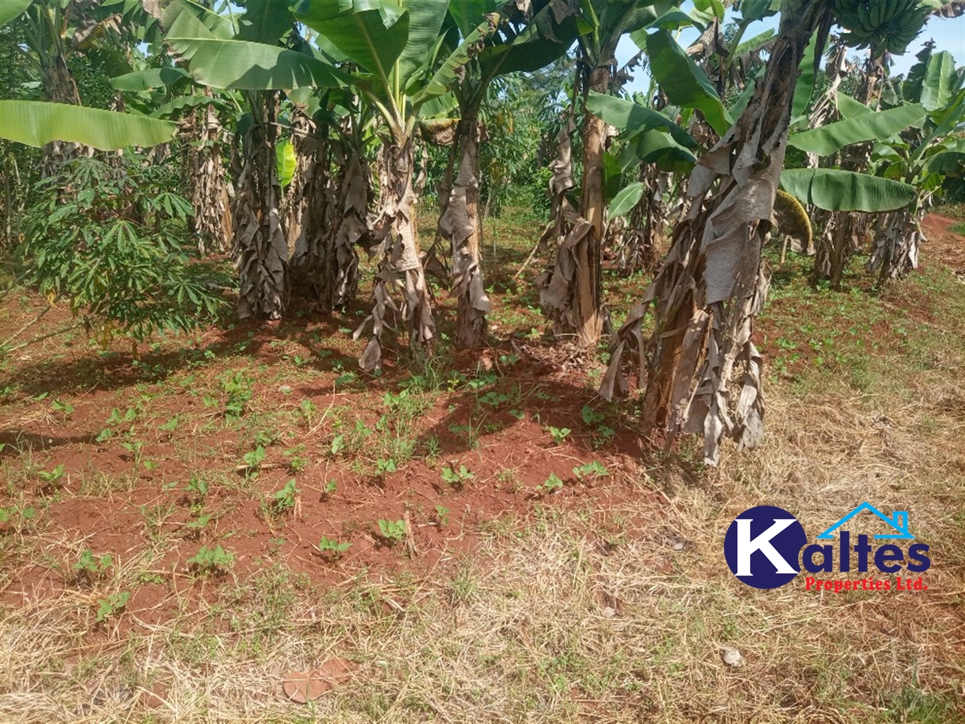 Agricultural Land for sale in Kidibya Kayunga