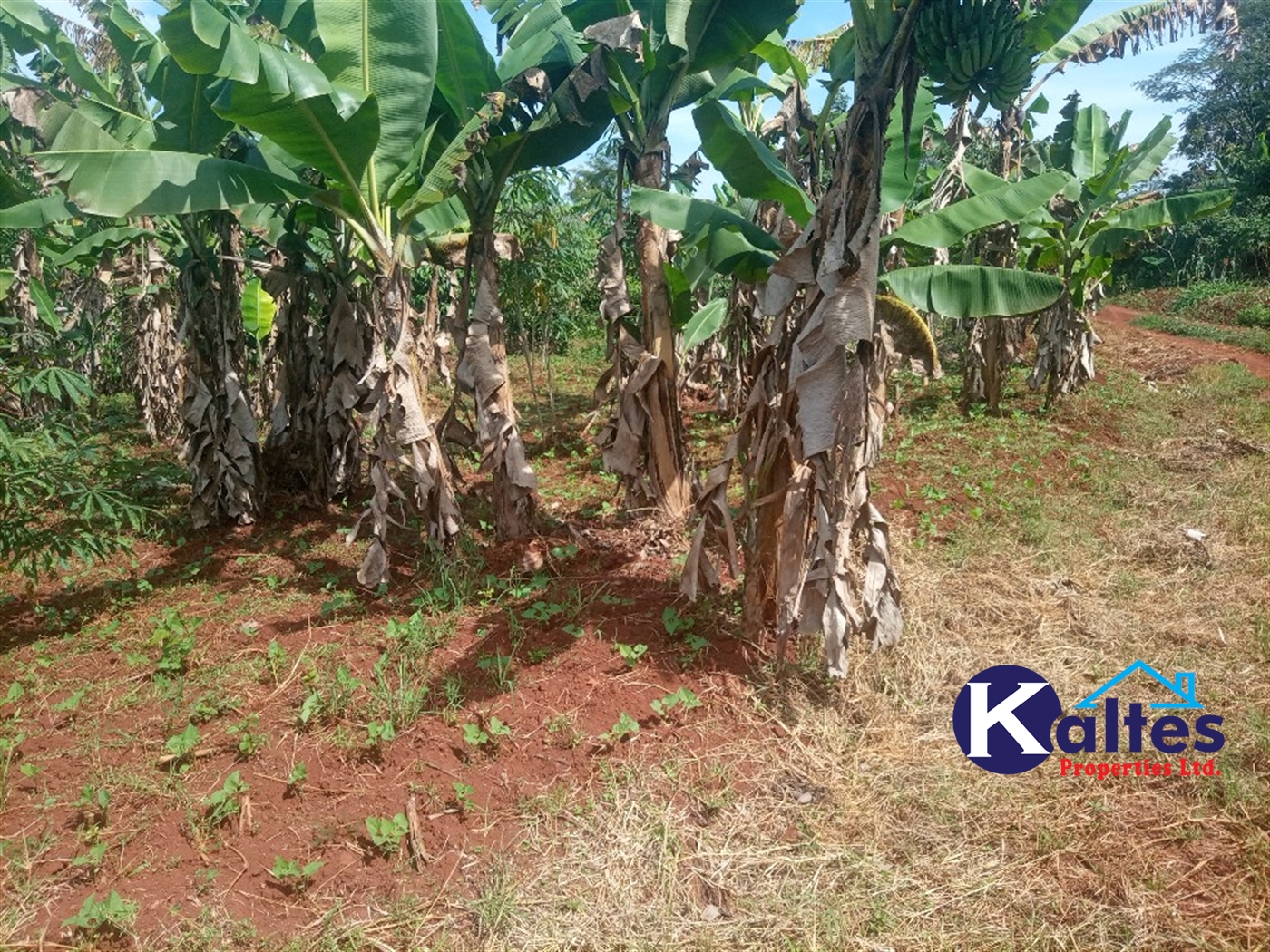 Agricultural Land for sale in Kidibya Kayunga