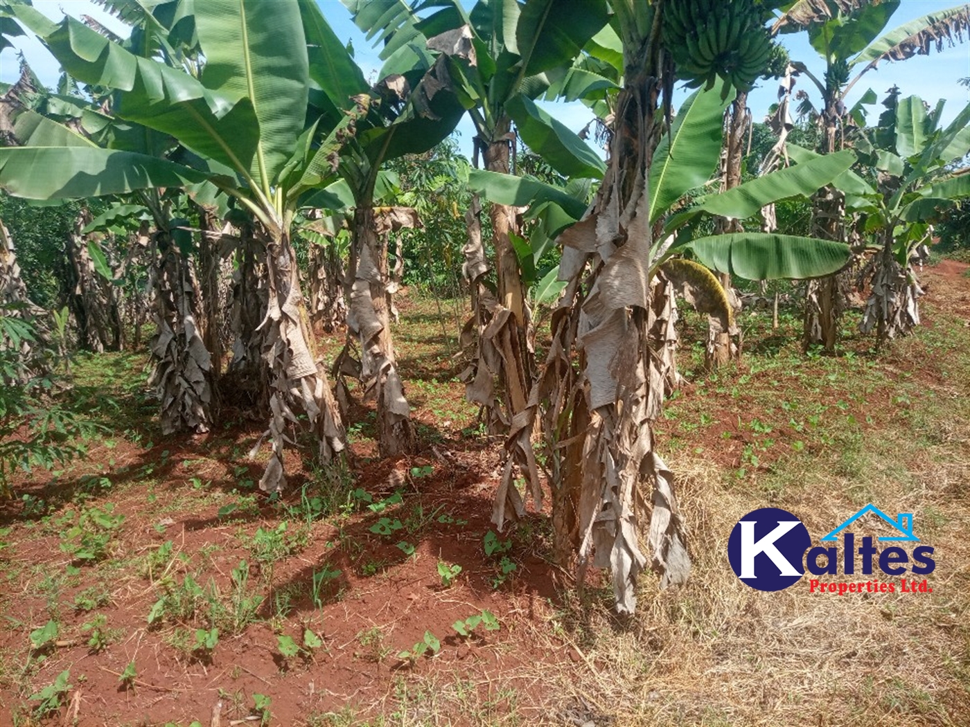 Agricultural Land for sale in Kidibya Kayunga