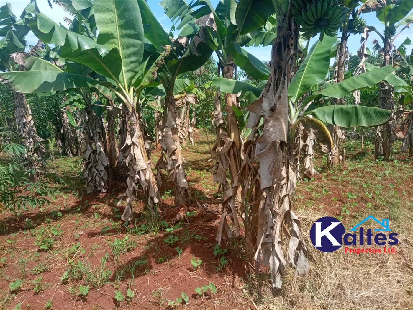 Agricultural Land for sale in Kidibya Kayunga