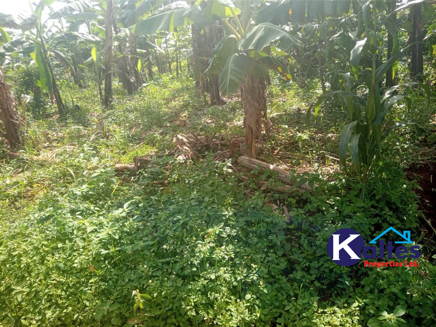 Agricultural Land for sale in Kidibya Kayunga