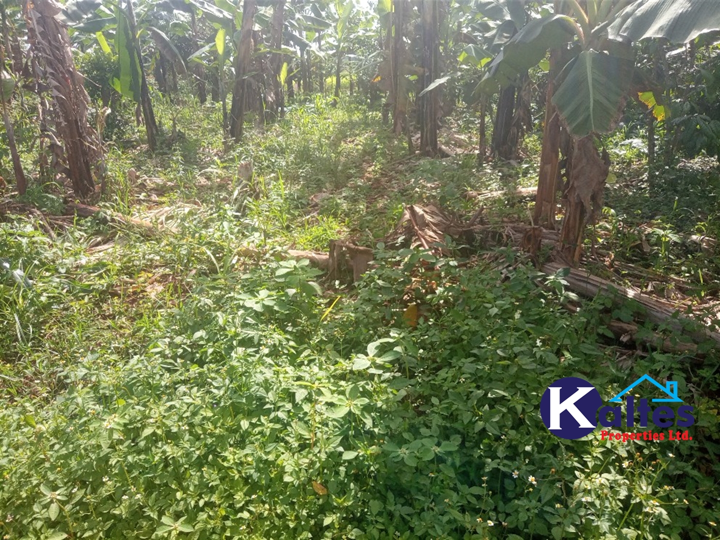 Agricultural Land for sale in Kidibya Kayunga