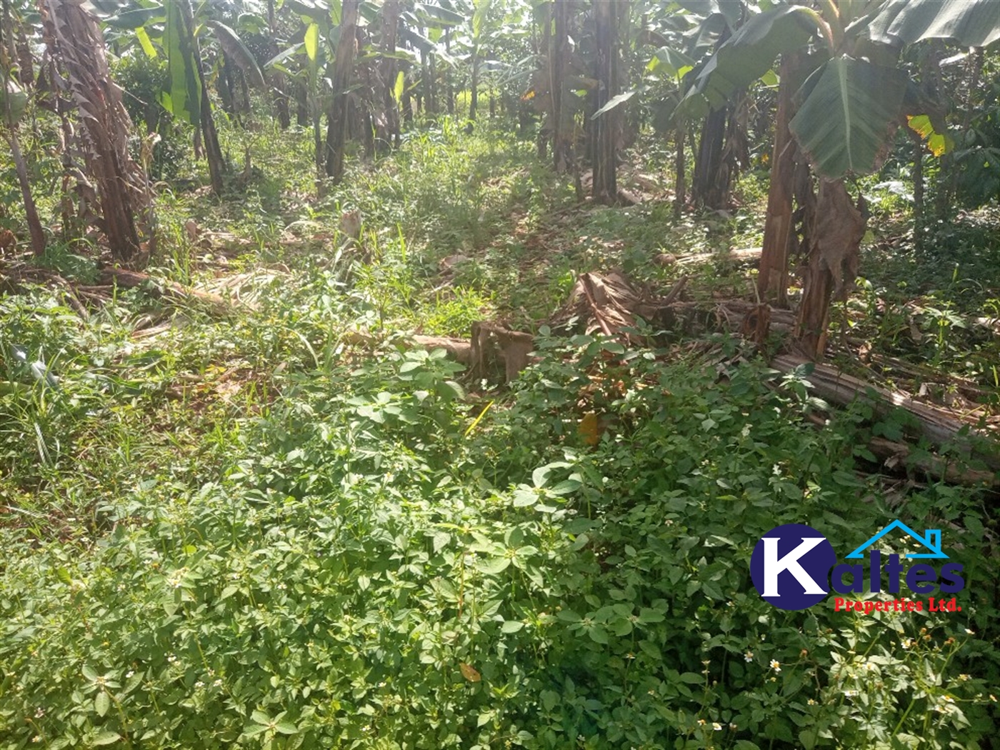 Agricultural Land for sale in Kidibya Kayunga