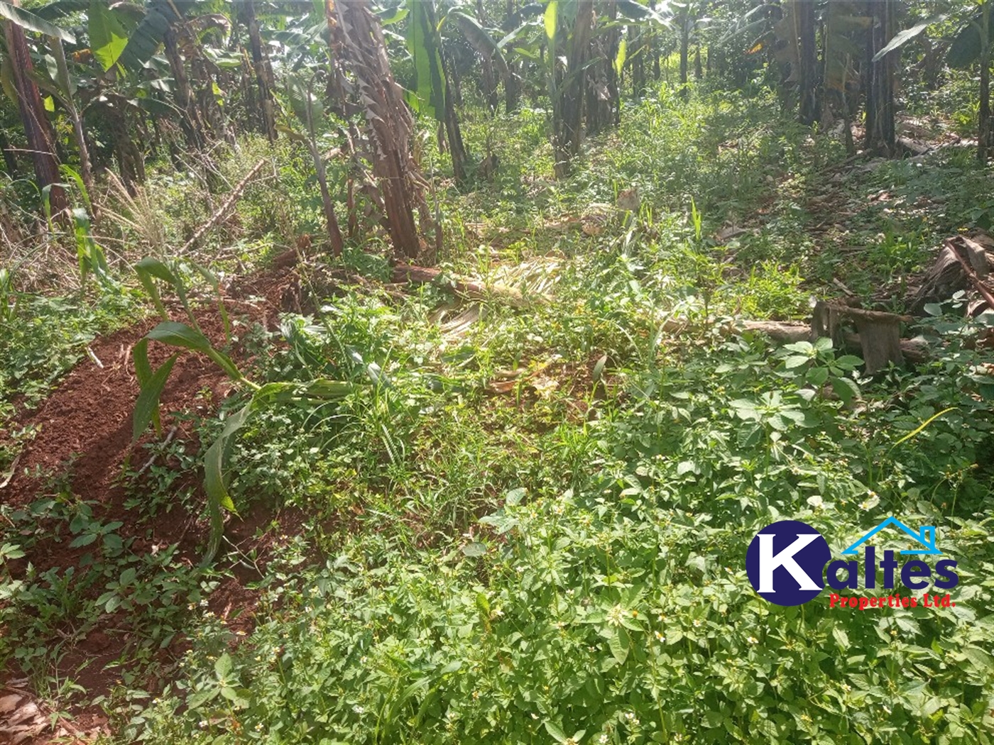 Agricultural Land for sale in Kidibya Kayunga