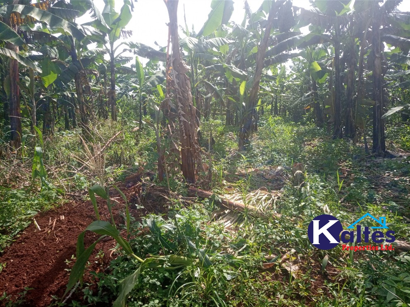 Agricultural Land for sale in Kidibya Kayunga