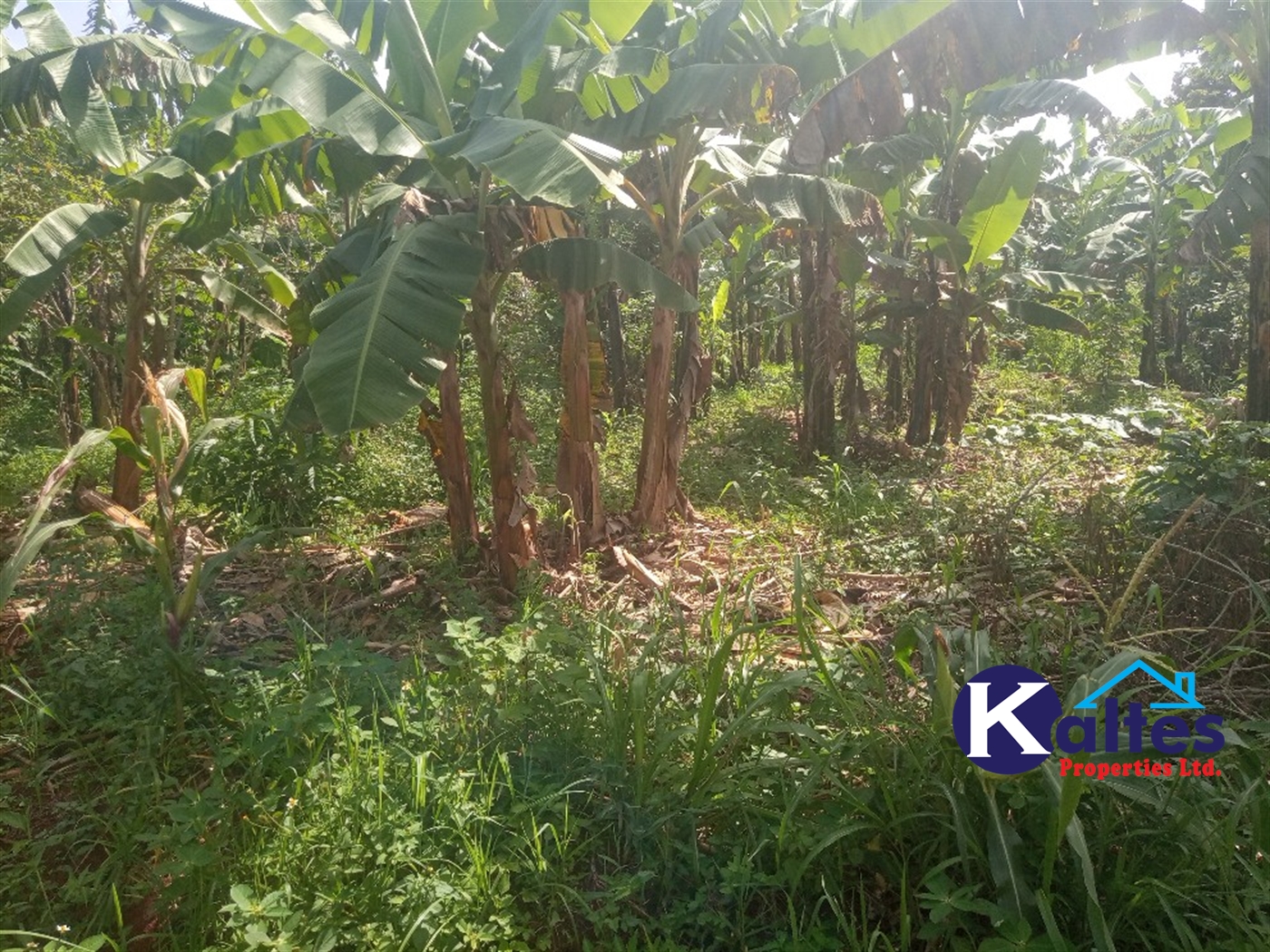 Agricultural Land for sale in Kidibya Kayunga