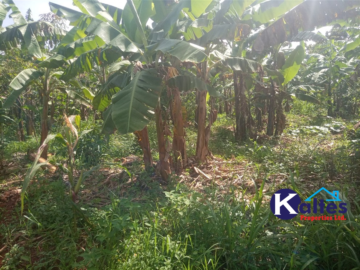 Agricultural Land for sale in Kidibya Kayunga