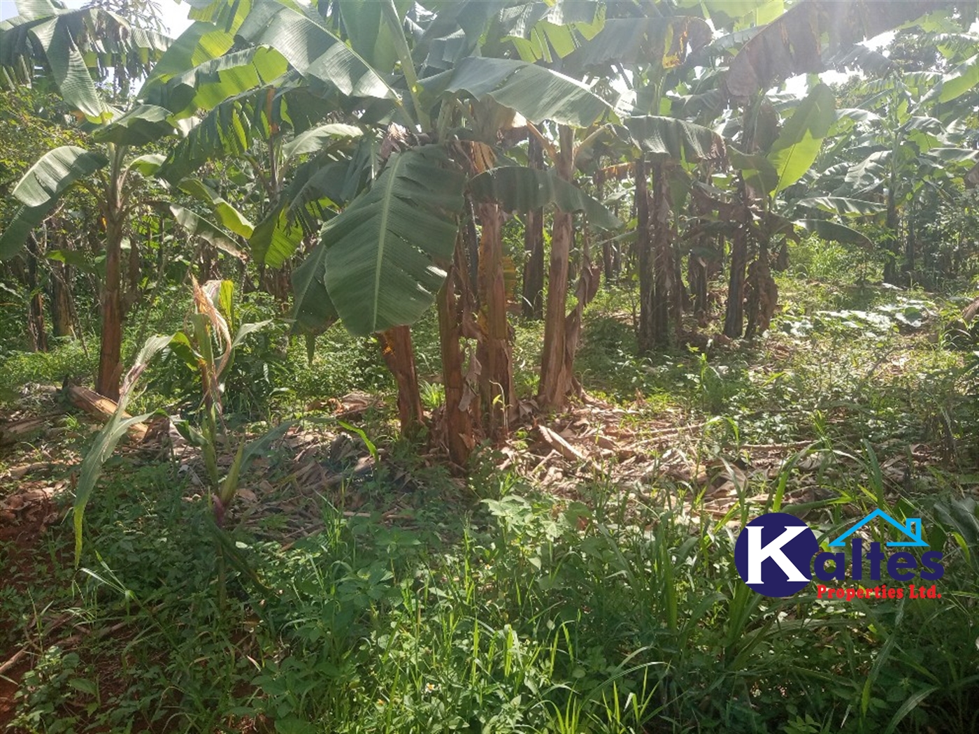 Agricultural Land for sale in Kidibya Kayunga