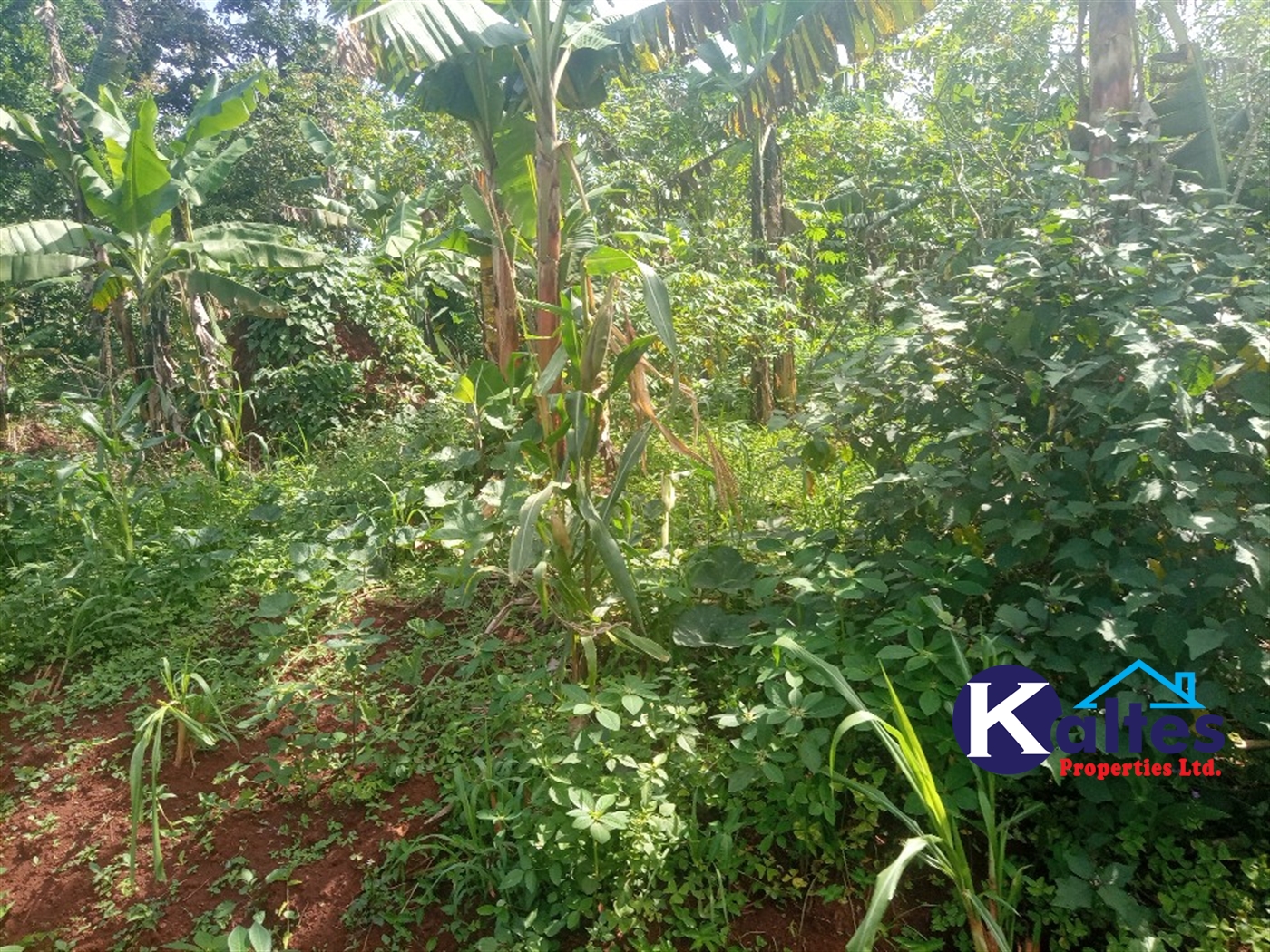 Agricultural Land for sale in Kidibya Kayunga