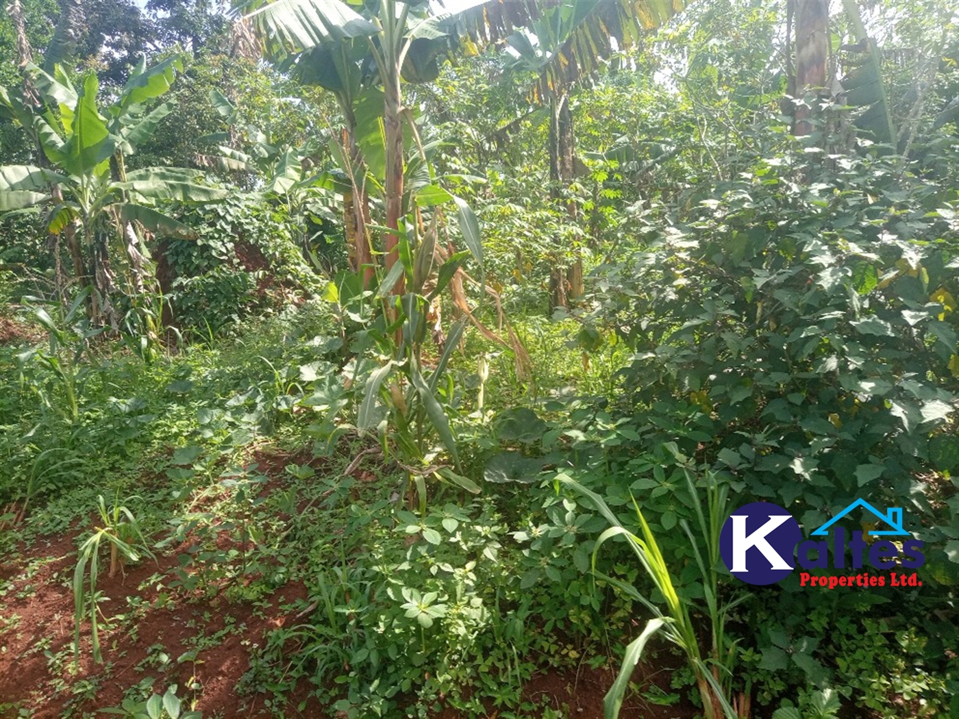 Agricultural Land for sale in Kidibya Kayunga