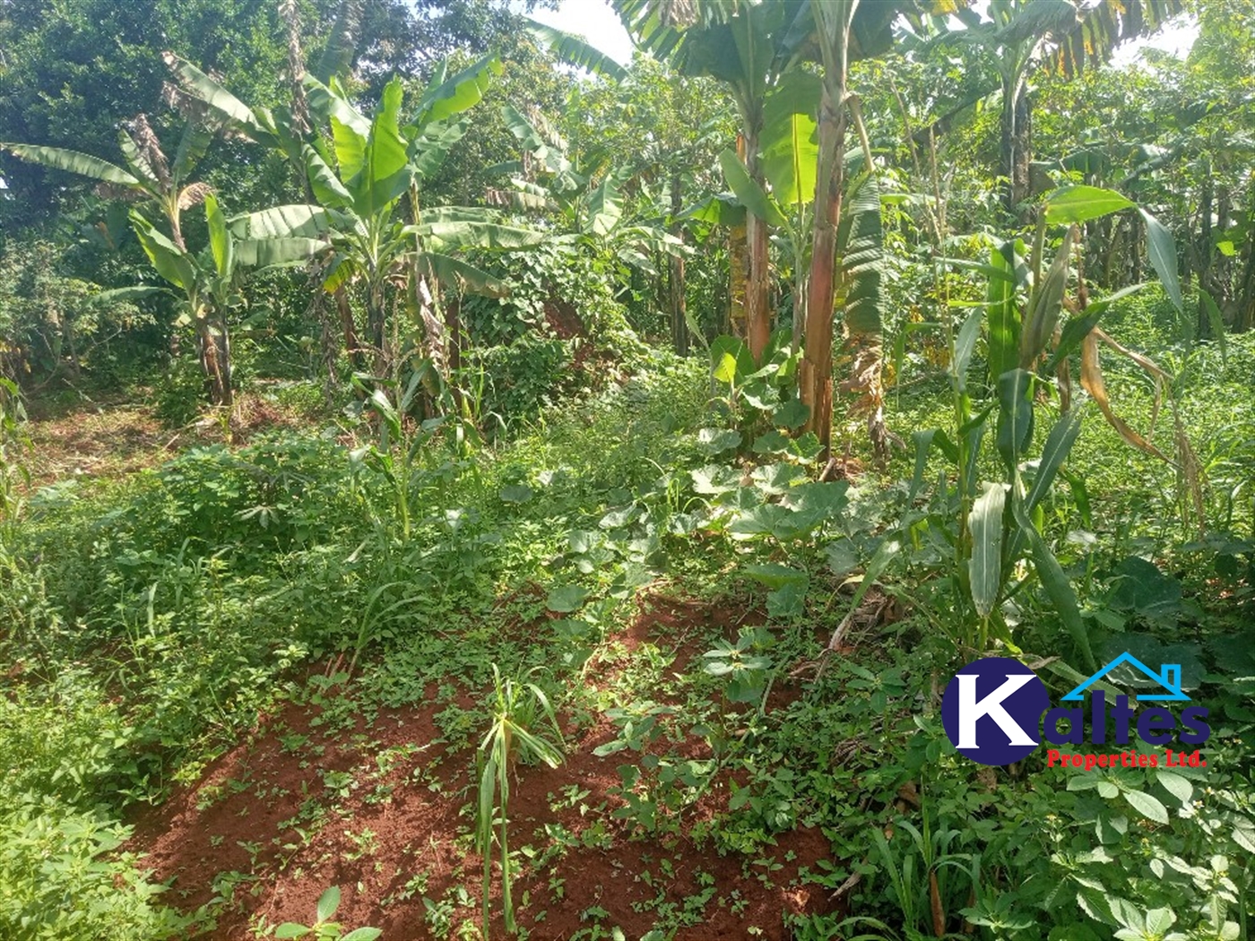 Agricultural Land for sale in Kidibya Kayunga