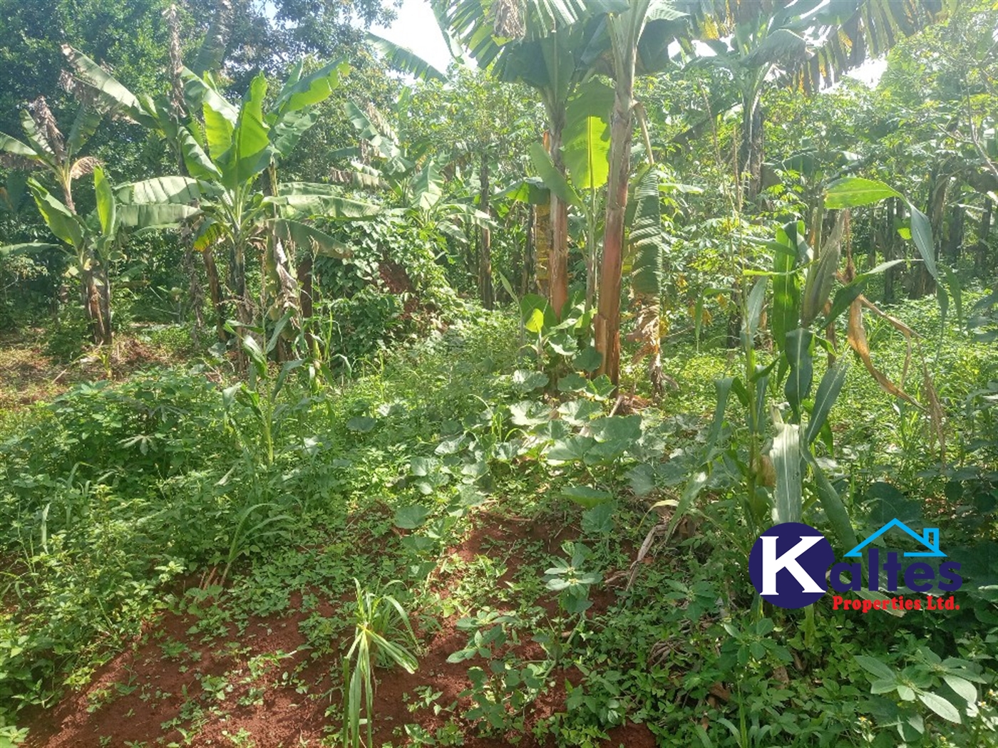 Agricultural Land for sale in Kidibya Kayunga