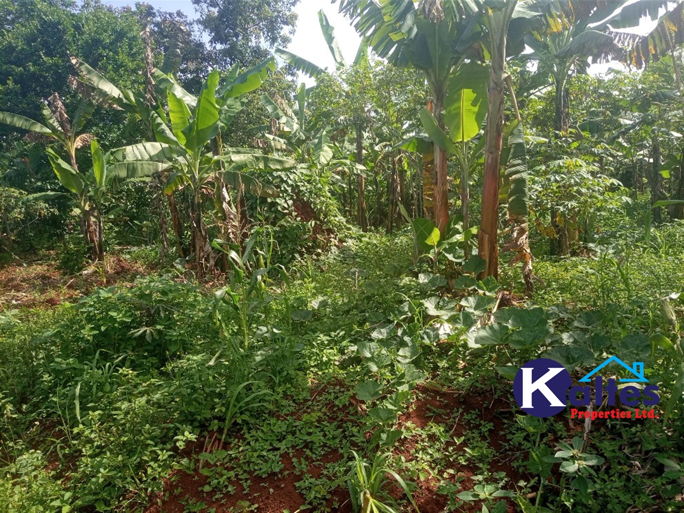 Agricultural Land for sale in Kidibya Kayunga