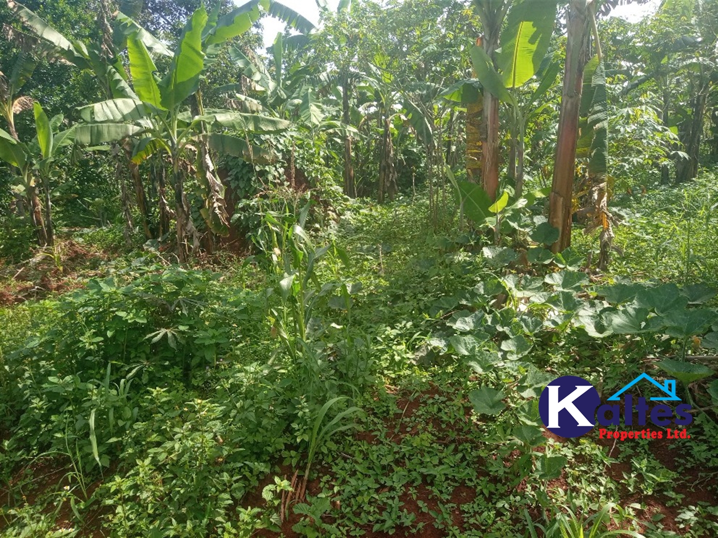 Agricultural Land for sale in Kidibya Kayunga