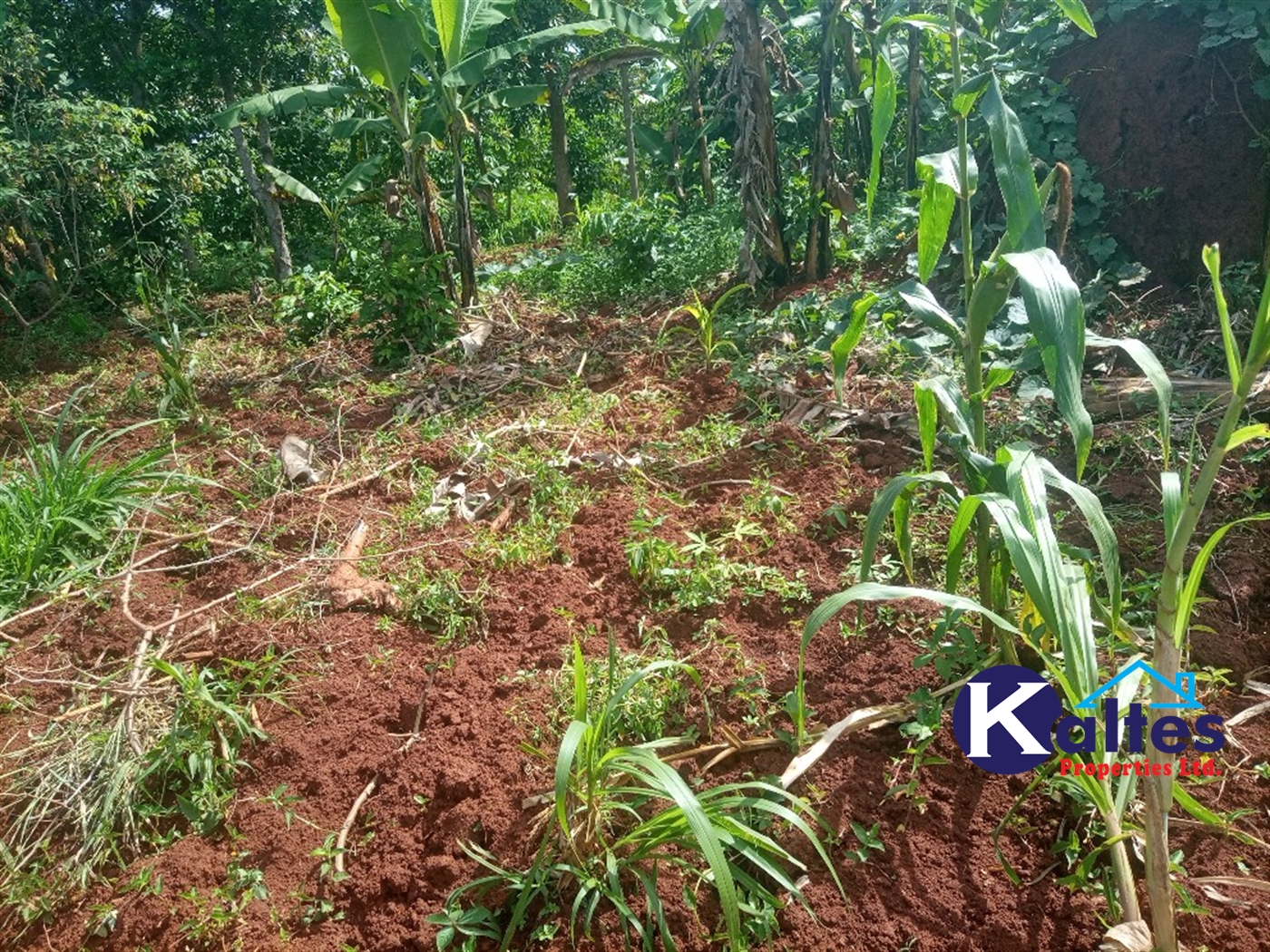 Agricultural Land for sale in Kidibya Kayunga