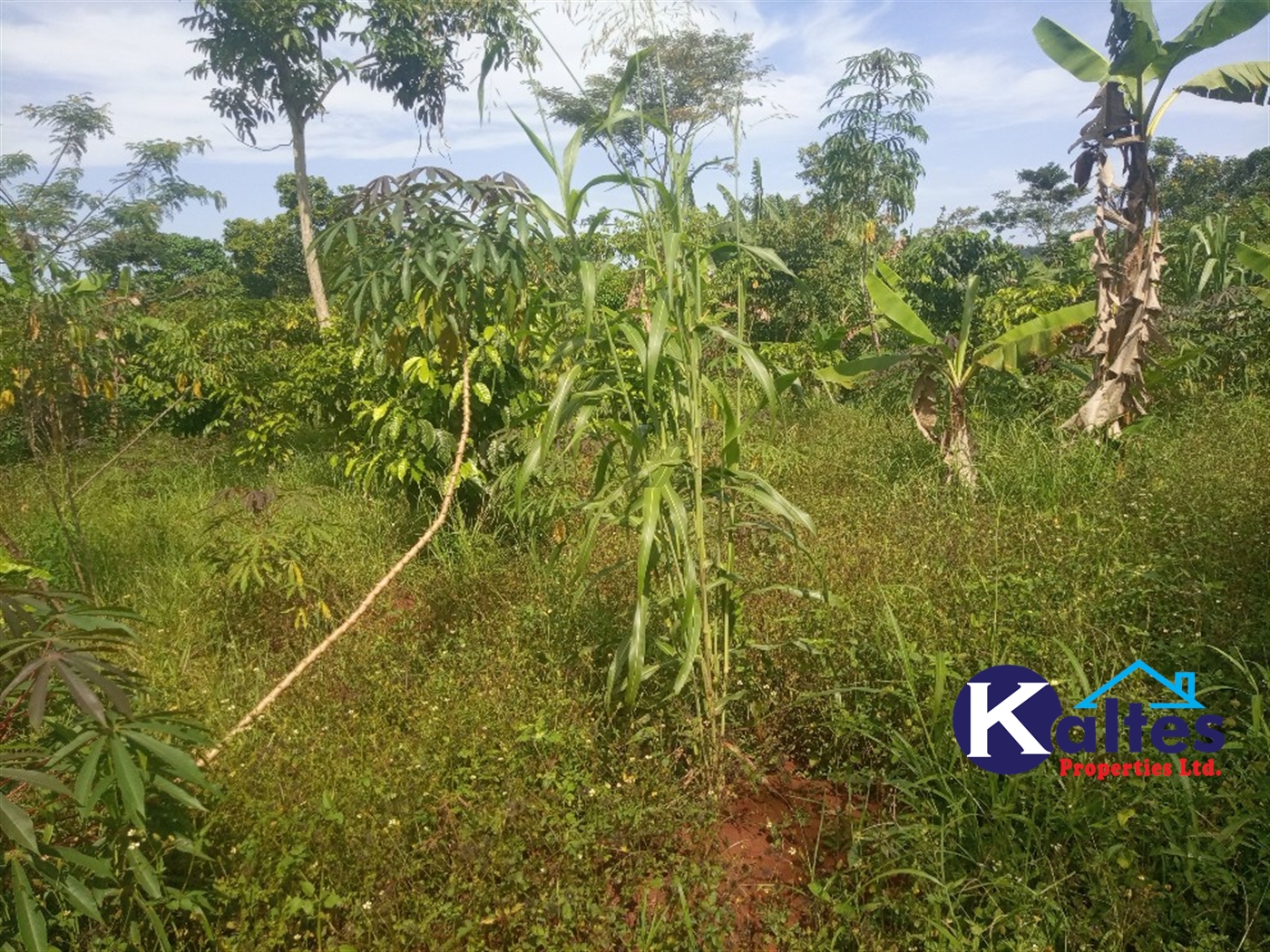 Agricultural Land for sale in Kidukulu Kayunga