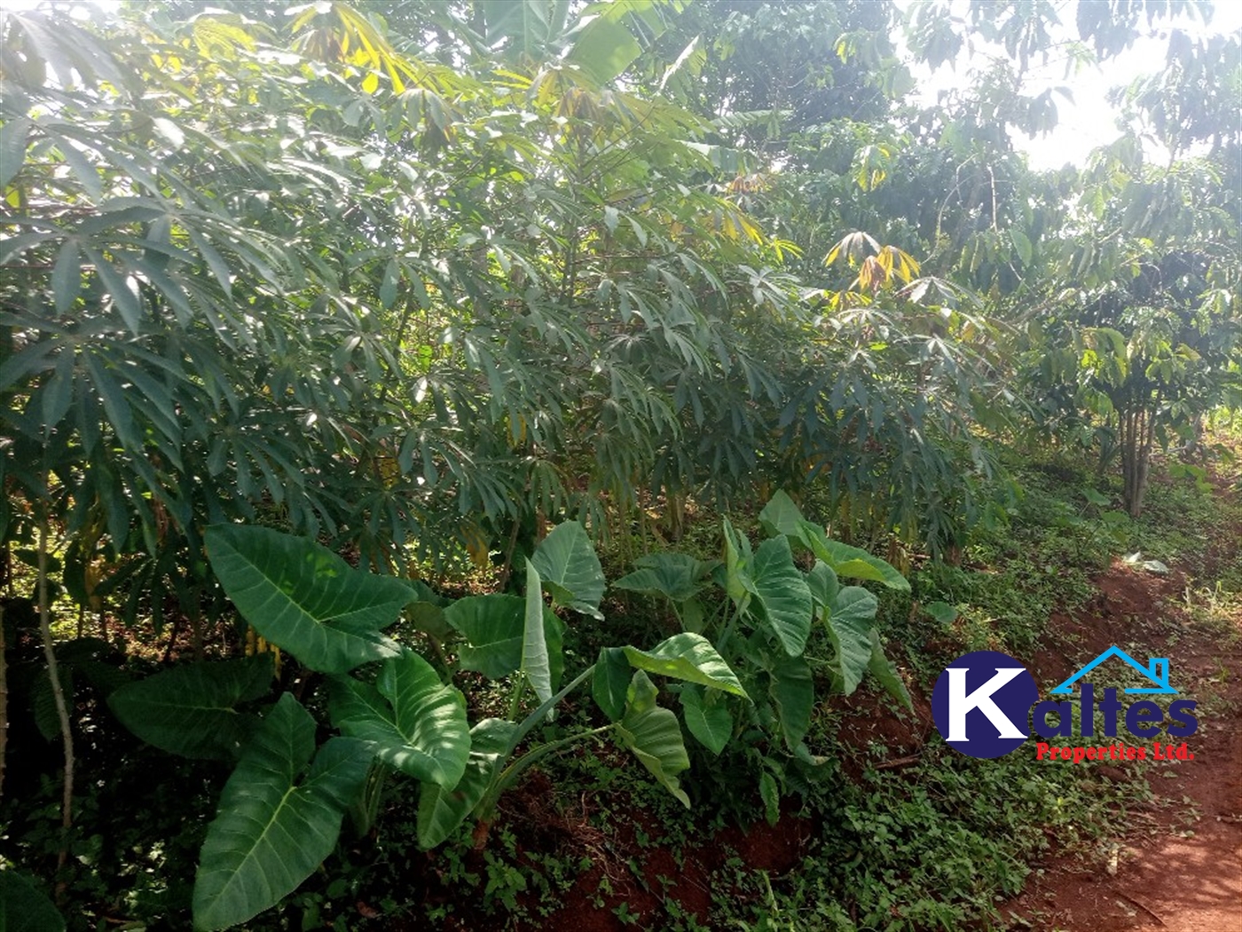 Agricultural Land for sale in Kidukulu Kayunga