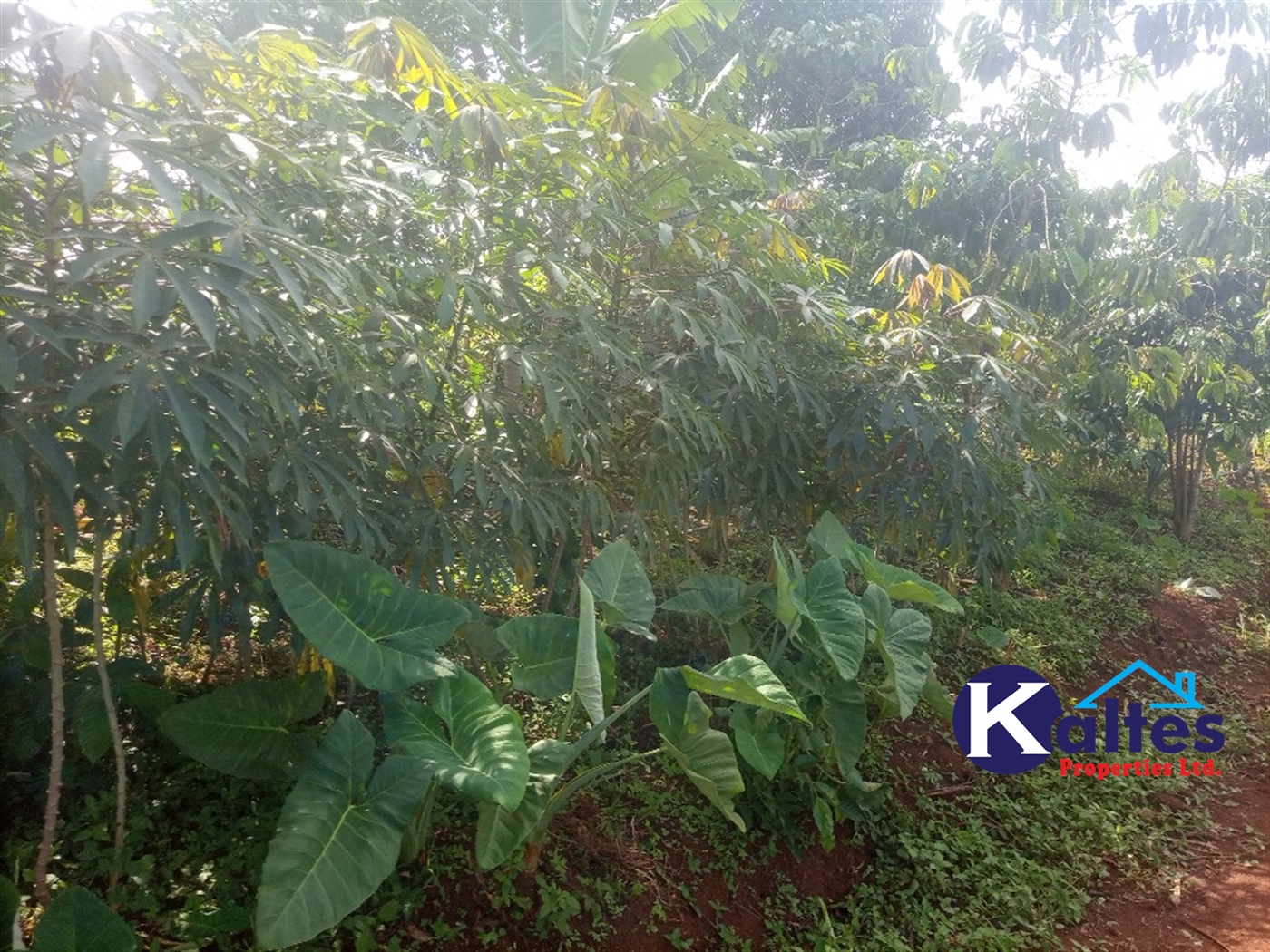 Agricultural Land for sale in Kidukulu Kayunga