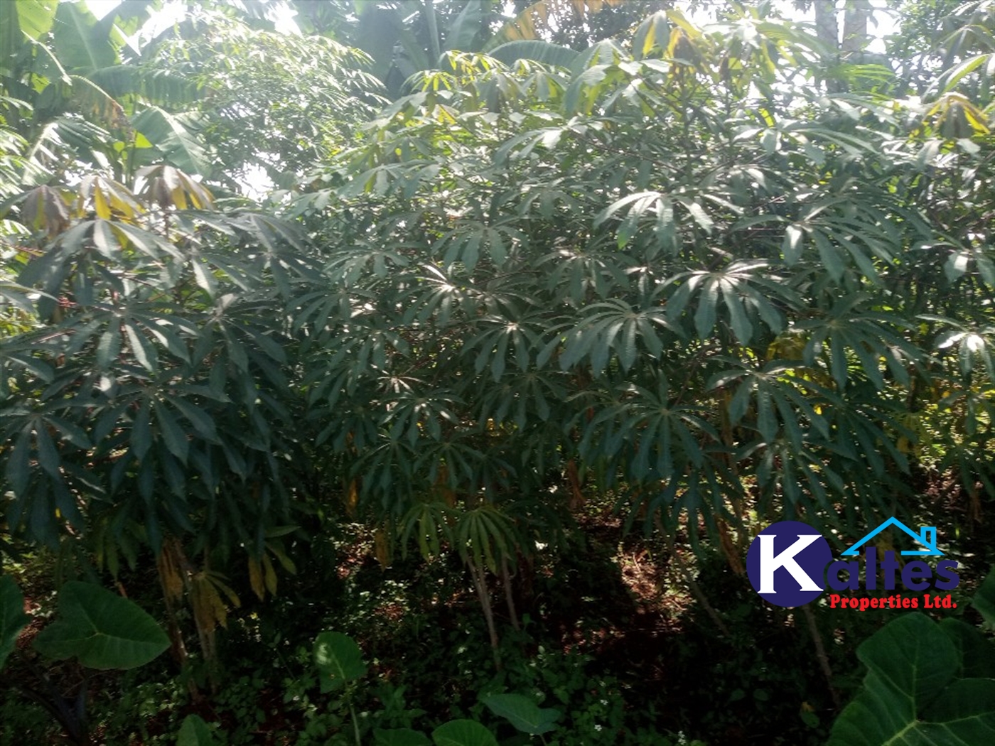 Agricultural Land for sale in Kidukulu Kayunga