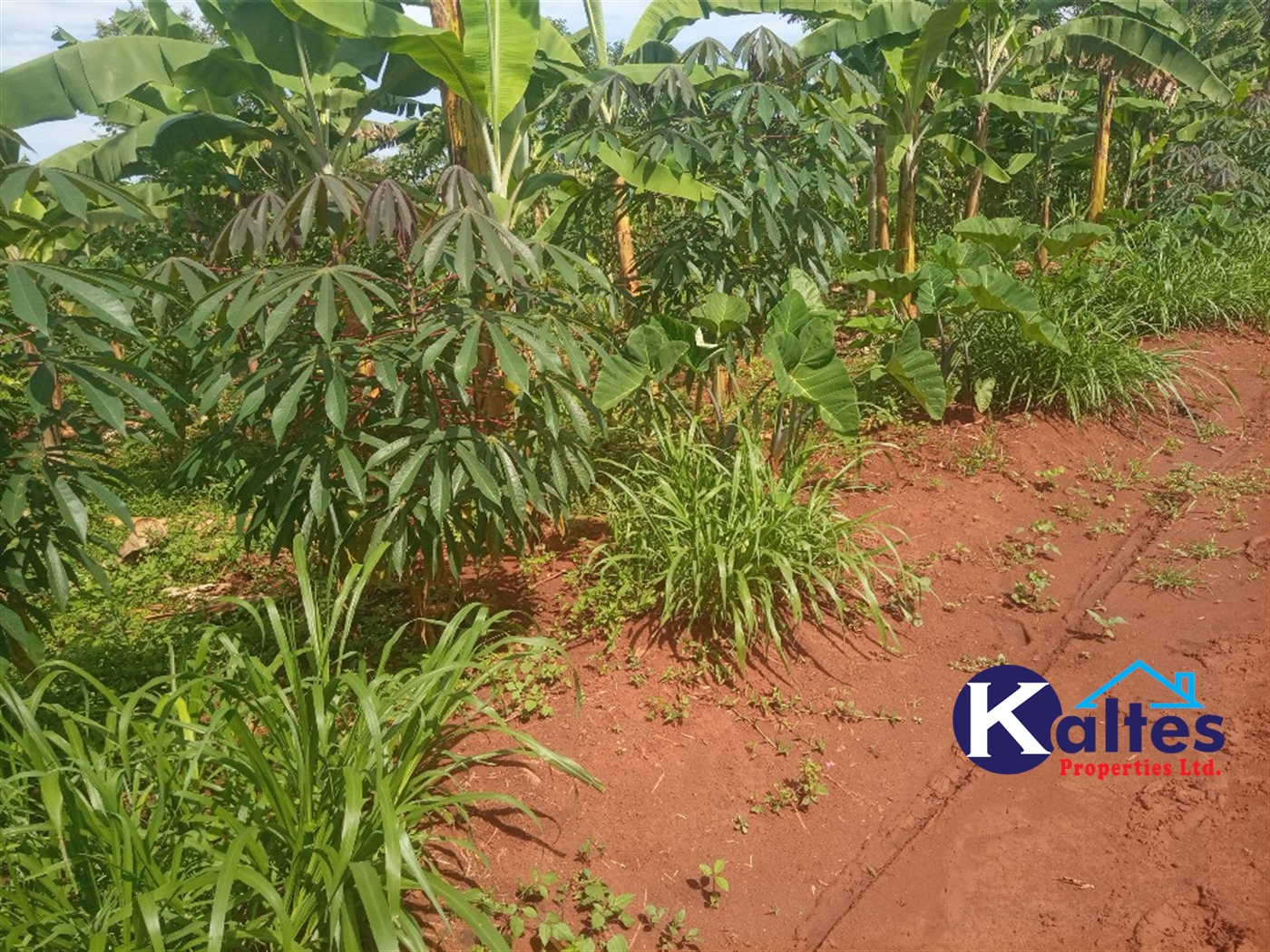 Agricultural Land for sale in Kidukulu Kayunga