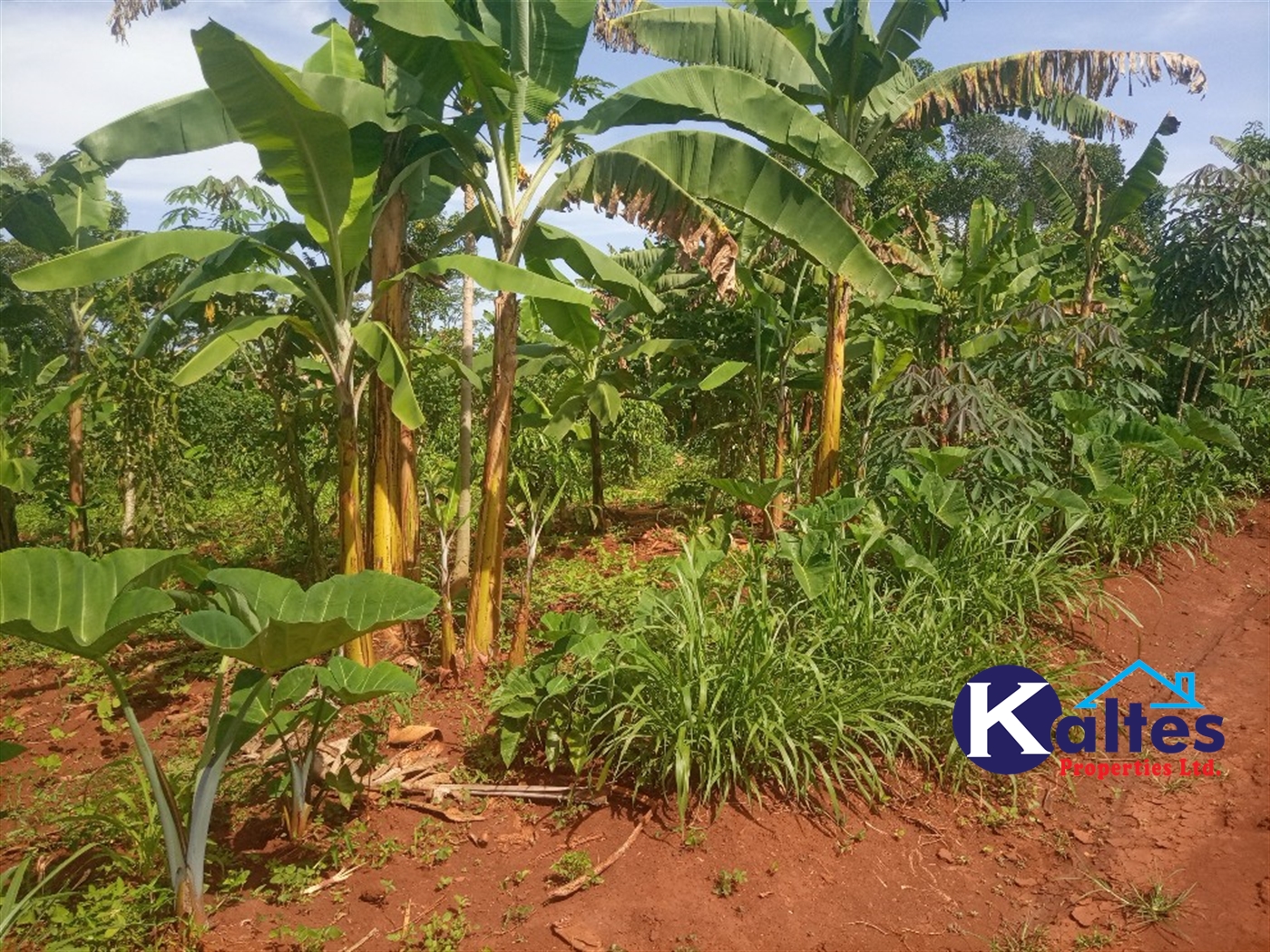 Agricultural Land for sale in Kidukulu Kayunga