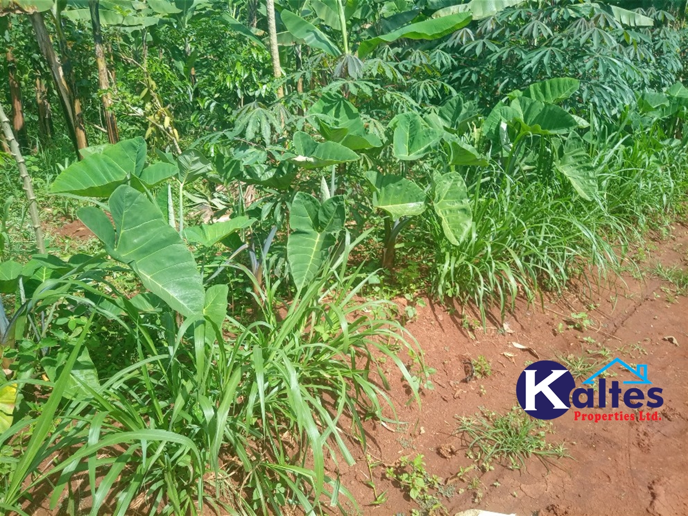 Agricultural Land for sale in Kidukulu Kayunga