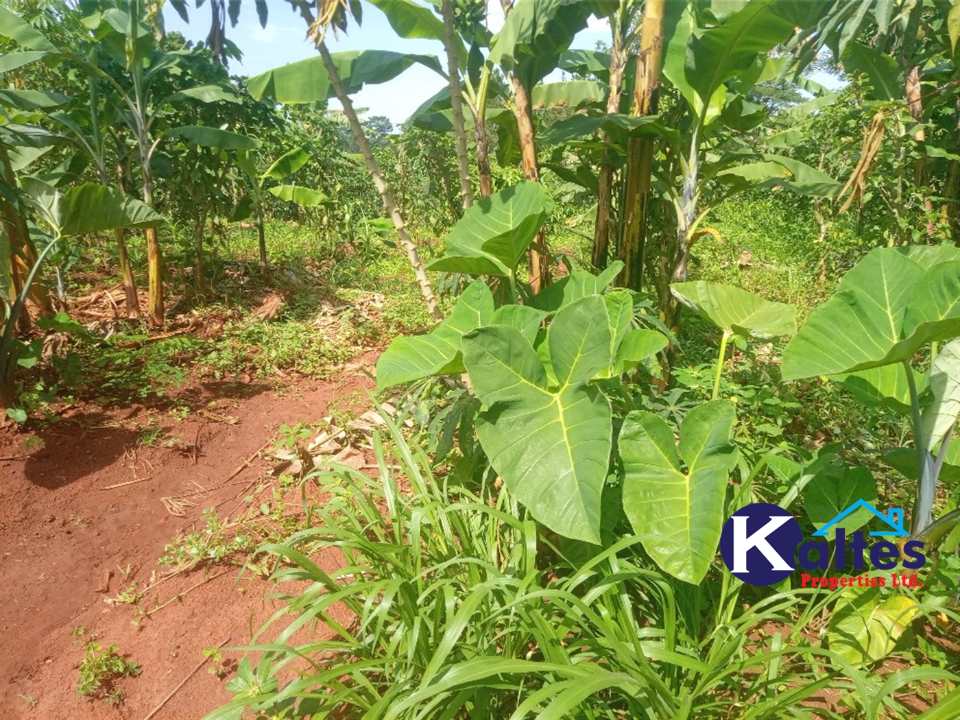 Agricultural Land for sale in Kidukulu Kayunga