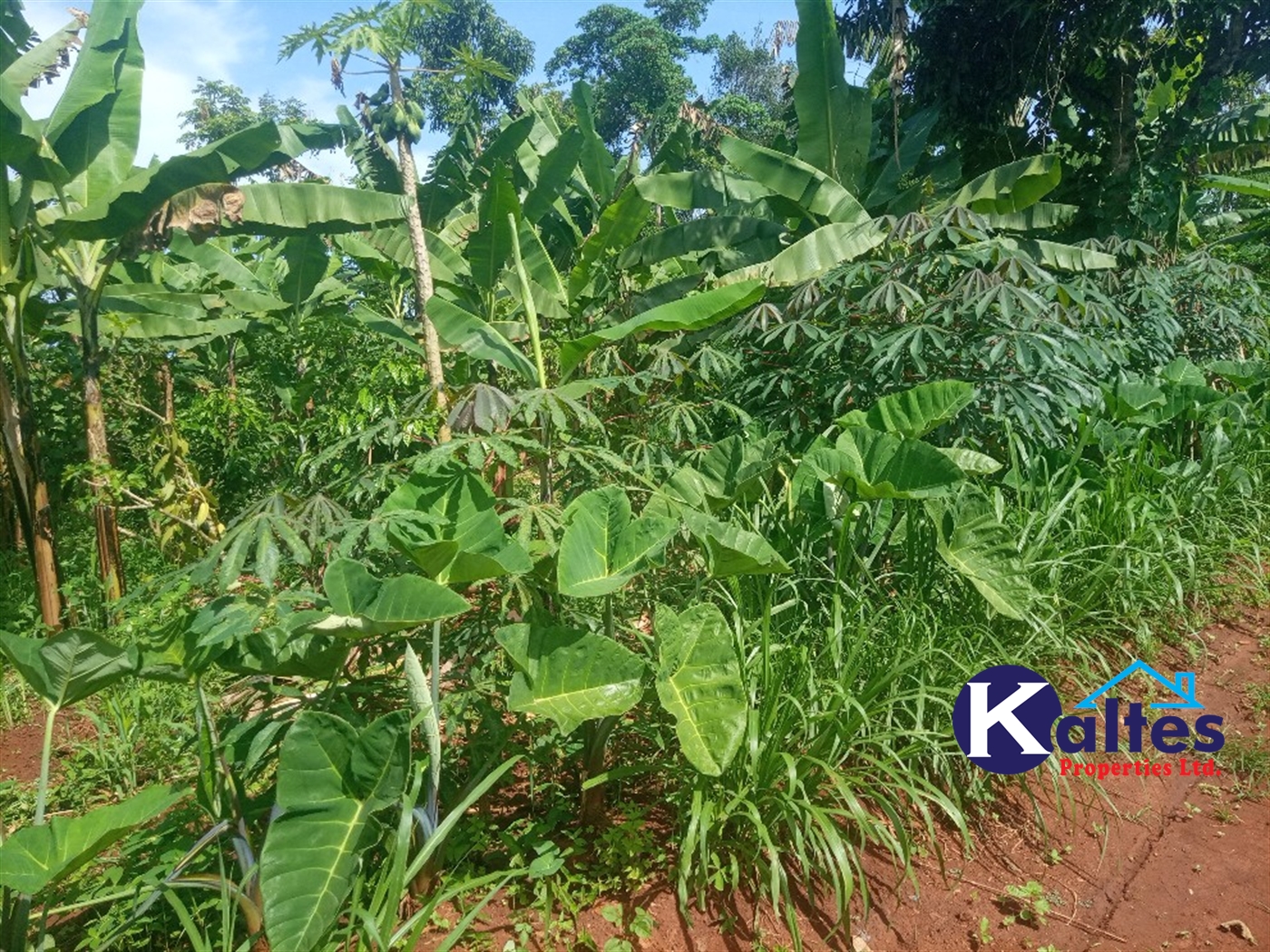 Agricultural Land for sale in Kidukulu Kayunga