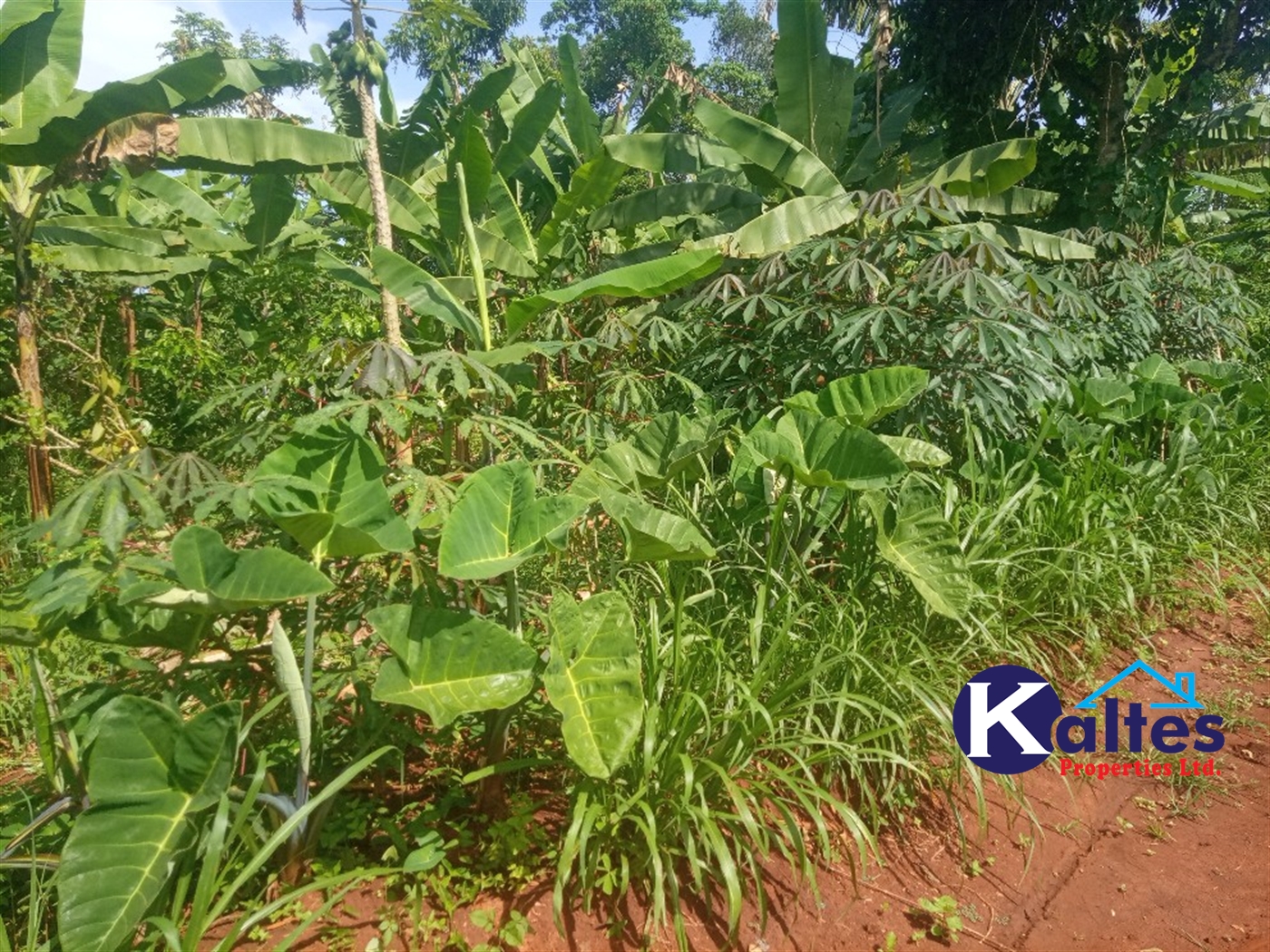 Agricultural Land for sale in Kidukulu Kayunga