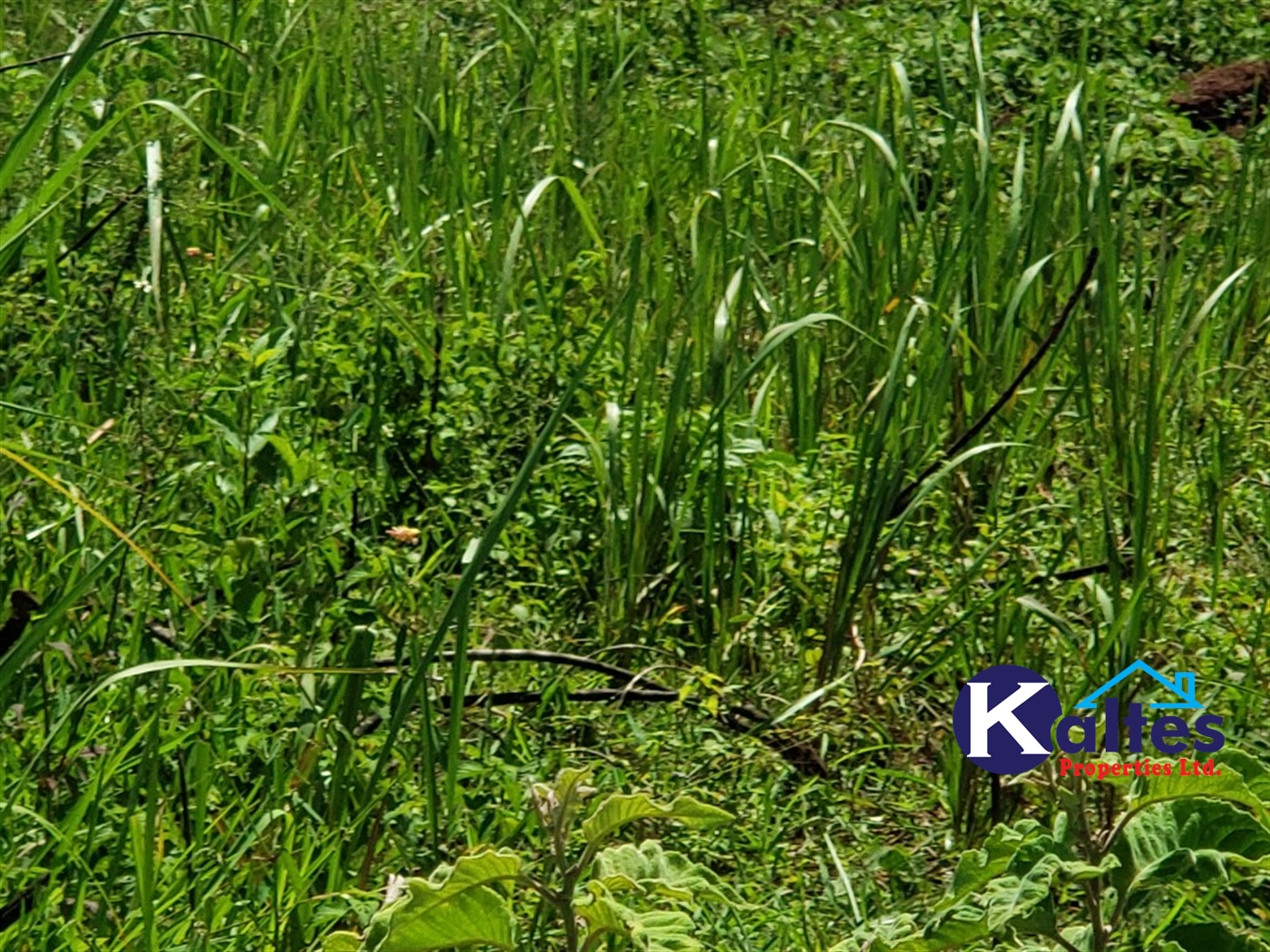 Agricultural Land for sale in Katosi Mukono