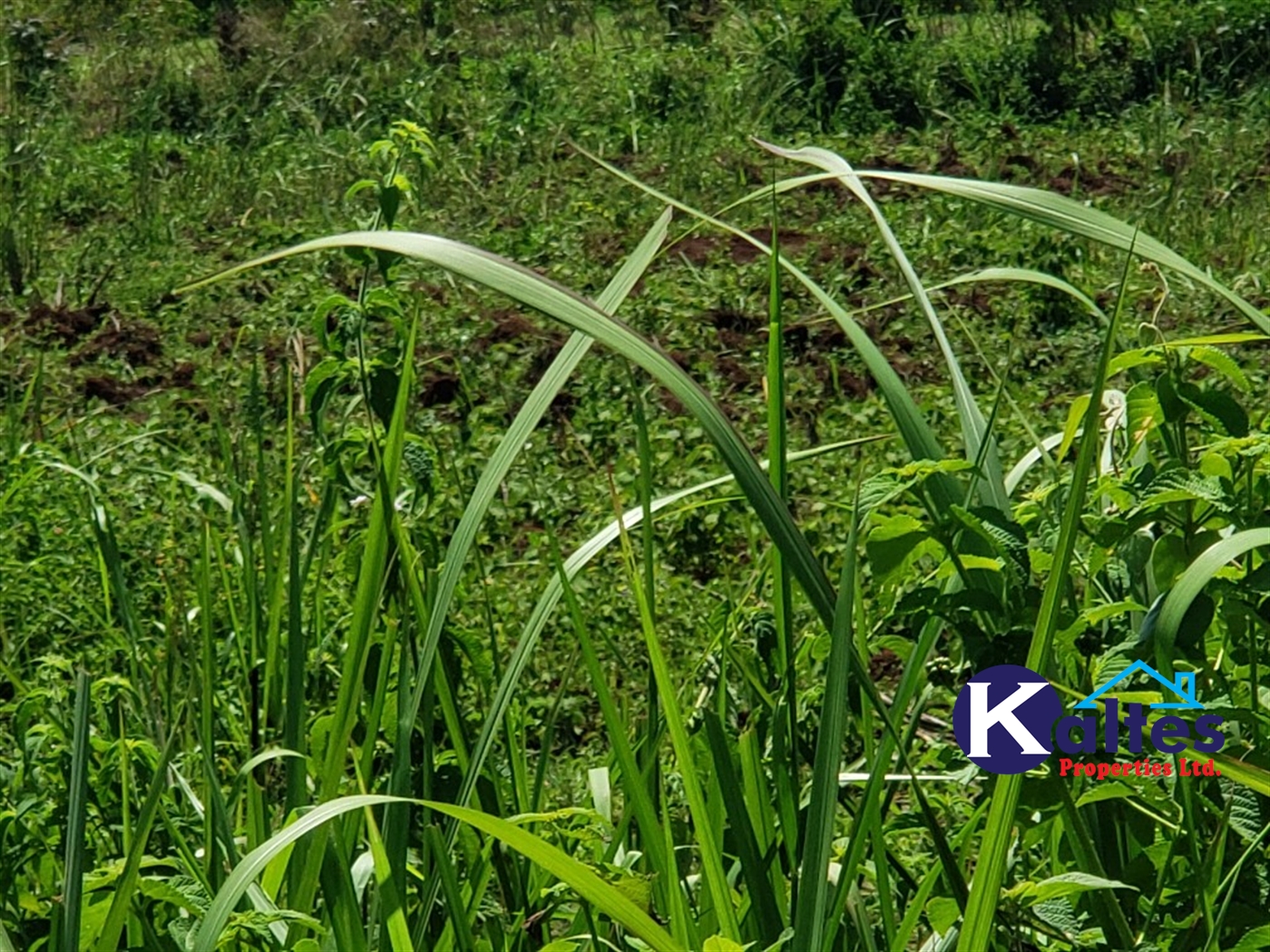 Agricultural Land for sale in Katosi Mukono