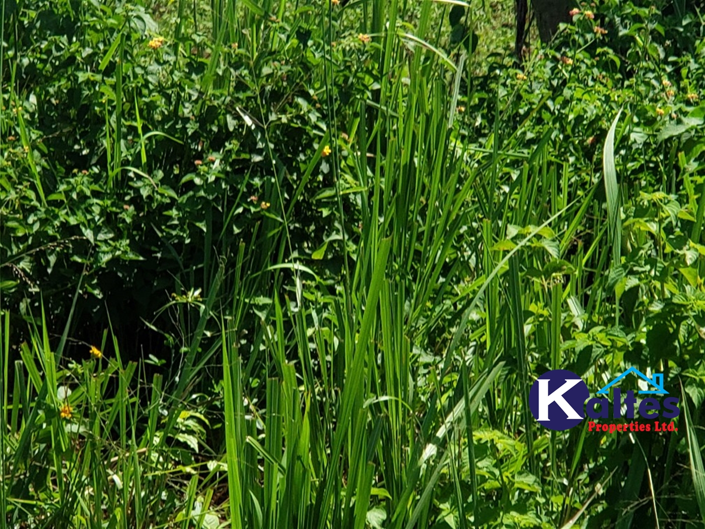 Agricultural Land for sale in Katosi Mukono