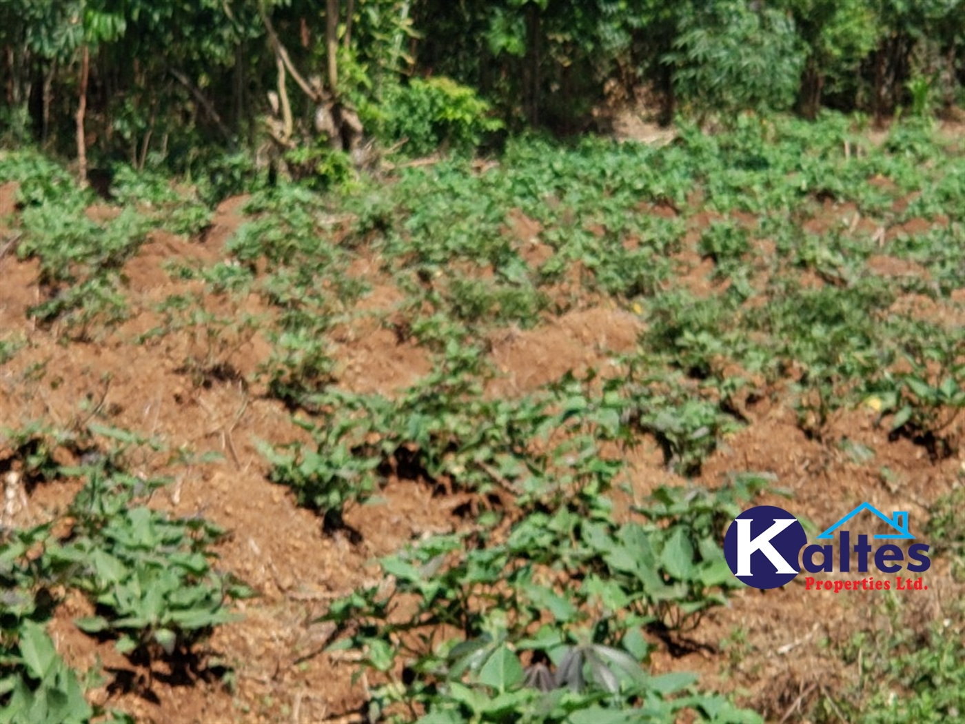 Agricultural Land for sale in Katosi Mukono