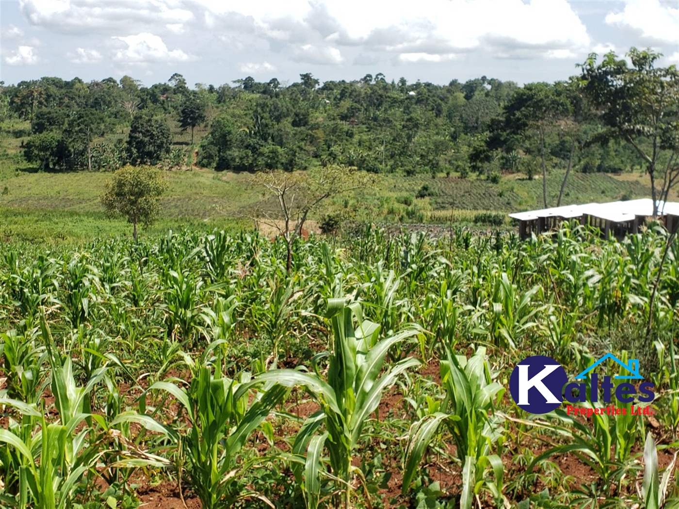 Agricultural Land for sale in Katosi Mukono