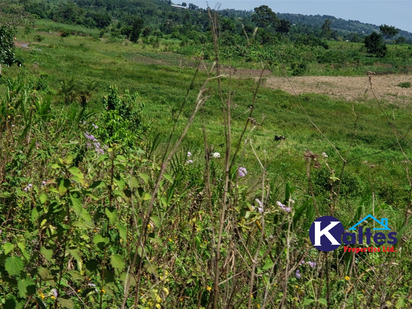 Agricultural Land for sale in Katosi Mukono