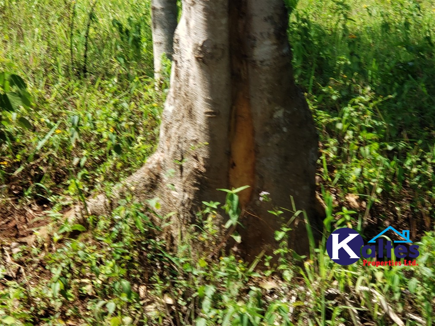 Agricultural Land for sale in Katosi Mukono