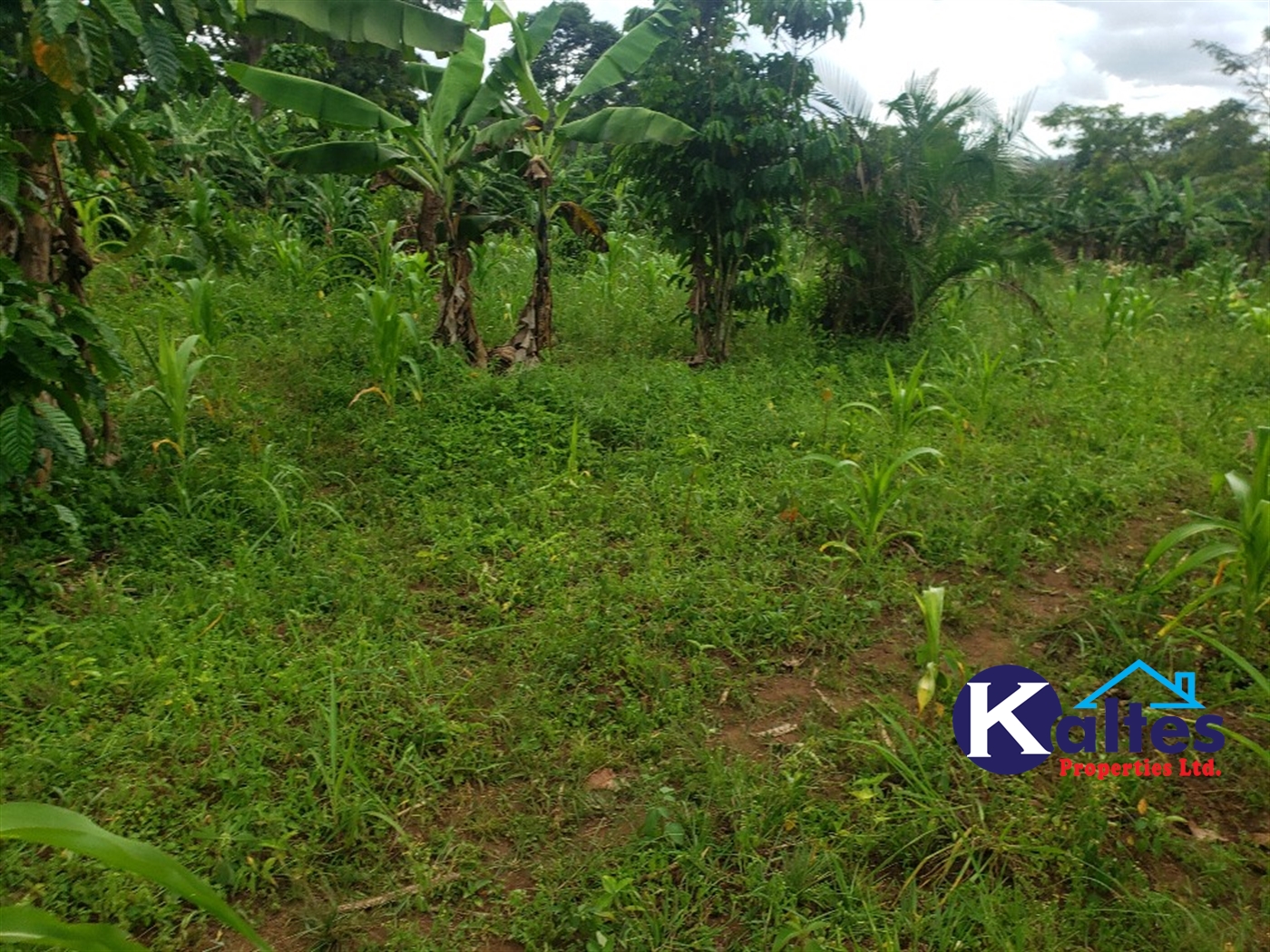 Agricultural Land for sale in Katosi Mukono