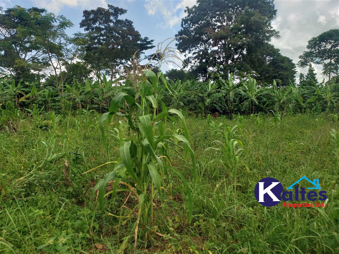 Agricultural Land for sale in Katosi Mukono