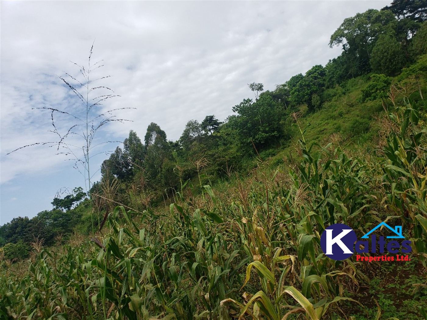 Agricultural Land for sale in Katosi Mukono