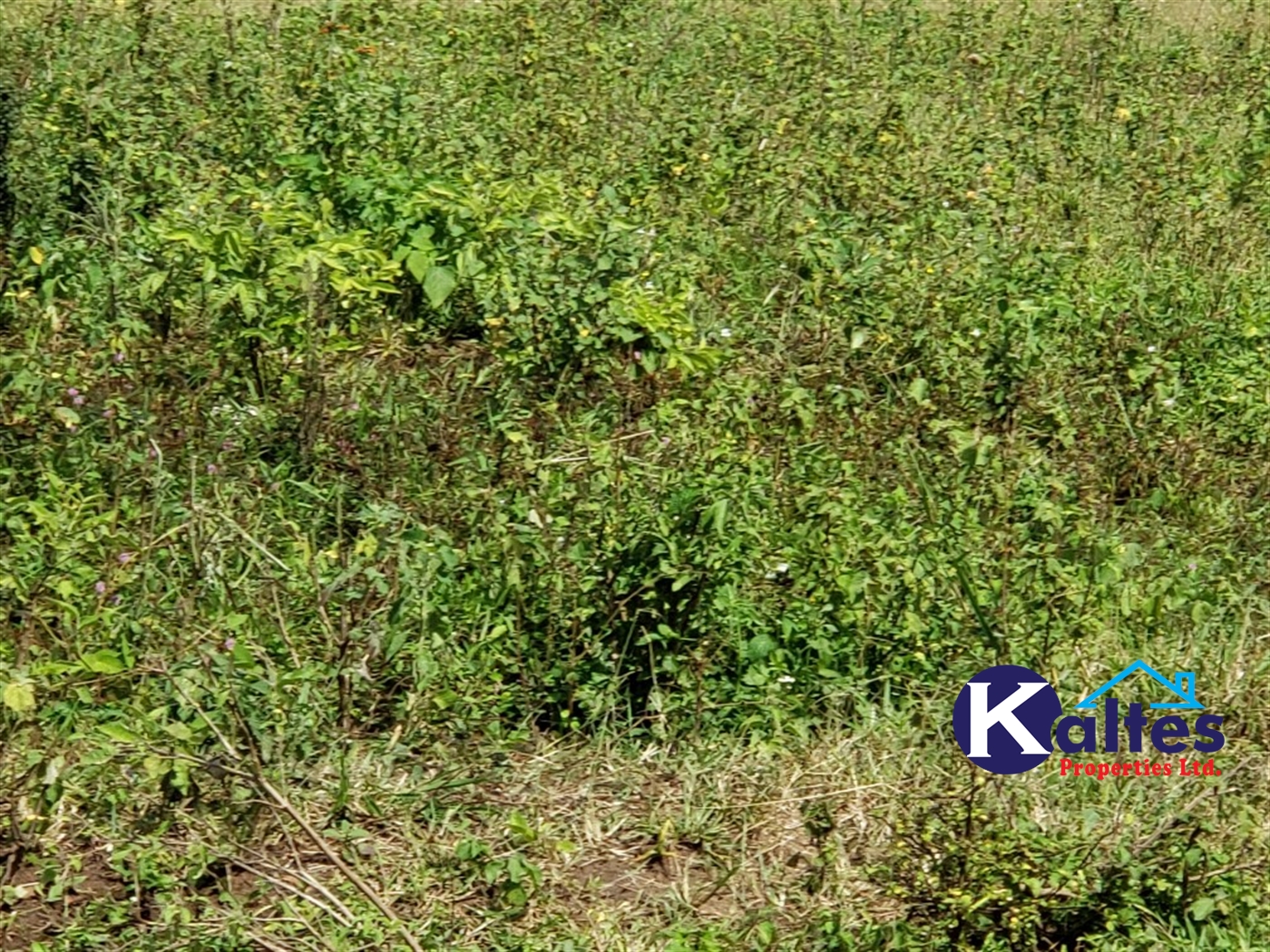 Agricultural Land for sale in Katosi Mukono